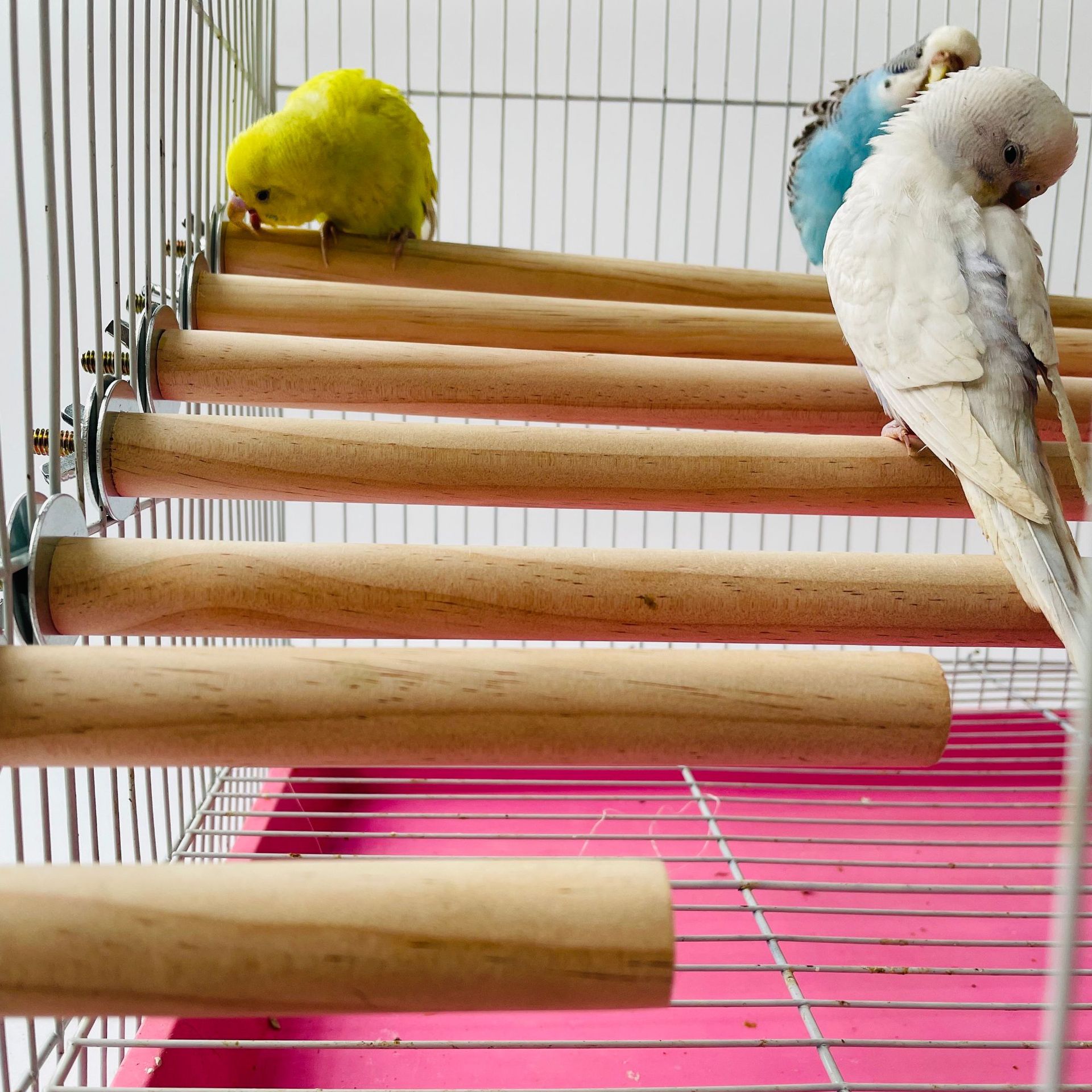 1/2ps Parrot Pet Raw Standing  - đánh giá và giá Pet X Supplies & Tack Howell Mi
