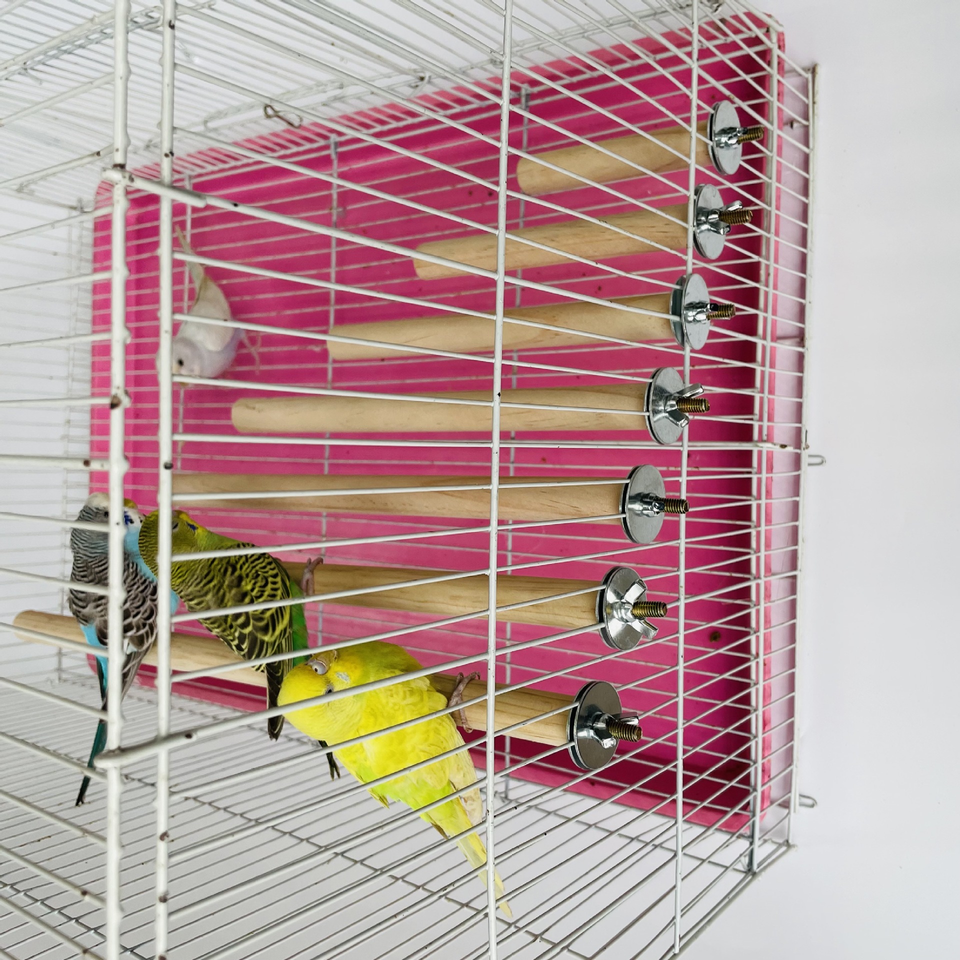 1/2ps Parrot Pet Raw Standing  - đánh giá và giá Pet X Supplies & Tack Howell Mi