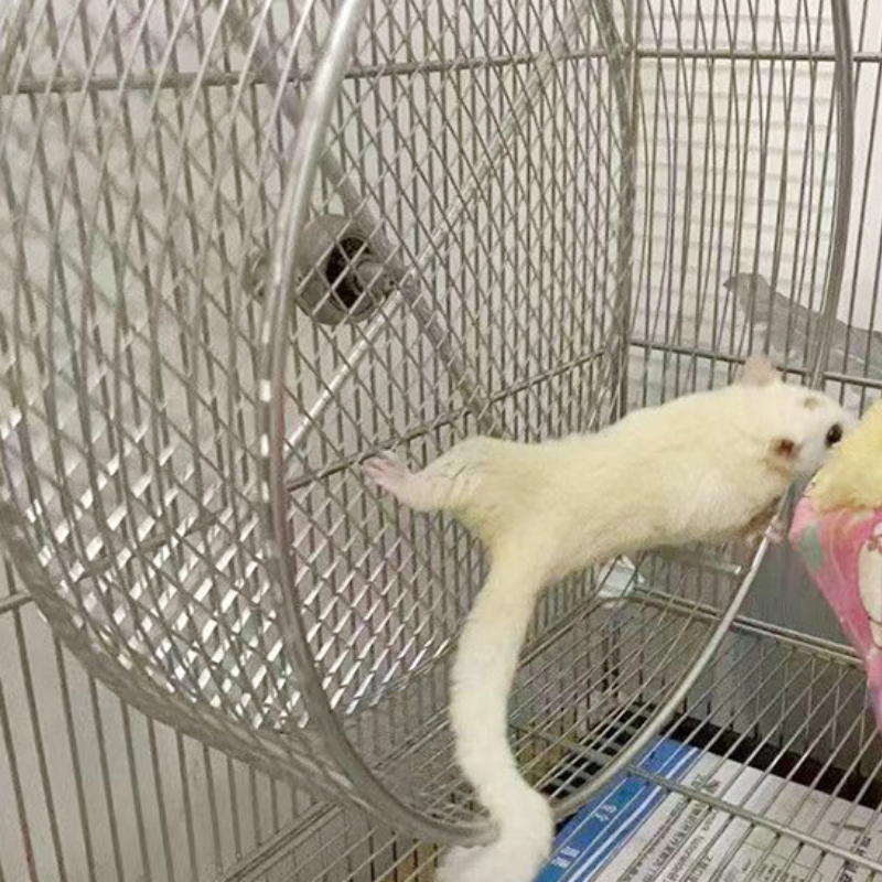 304 Stainless Steel Silent Run - đánh giá và giá Hamster Cage Wheel